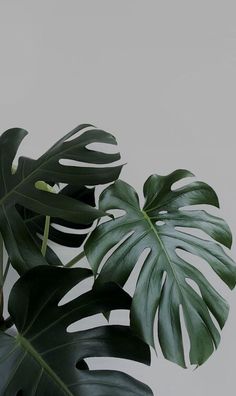 a green plant with large leaves in front of a white wall and grey flooring