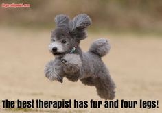 a small gray poodle jumping in the air with its front paws on it's back legs