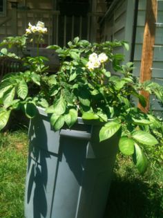 a plant in a blue plastic container on the grass next to a house with white flowers