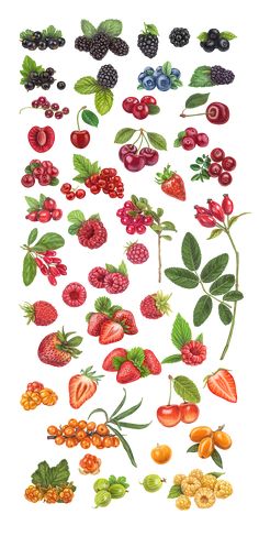 a bunch of different fruits and vegetables on a white background with the words berries, rasp