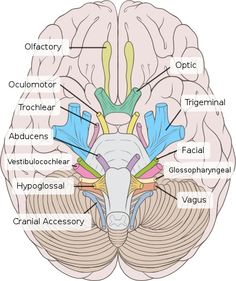 the frontal view of the human brain with labels in russian and english on each side