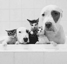 a dog and three kittens in a bathtub