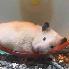 a white hamster is laying on top of a red object in its cage and looking at the camera