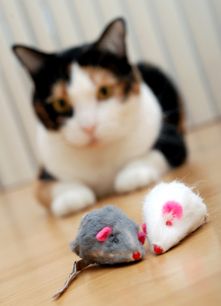 a black and white cat laying on the floor next to a mouse with pink eyes