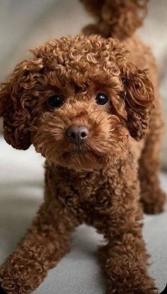 a small brown dog sitting on top of a bed