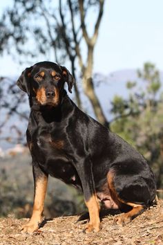 a black and brown dog sitting on top of a pile of dirt next to trees