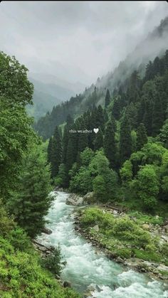 a river running through a lush green forest