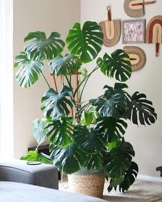 a houseplant in a pot on a table next to a couch and window