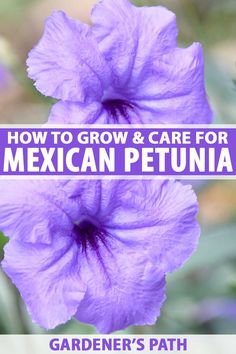 a purple flower with the words how to grow and care for mexican petunia