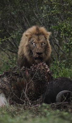 a lion standing next to a fallen tree