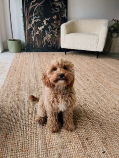 a small brown dog sitting on top of a rug