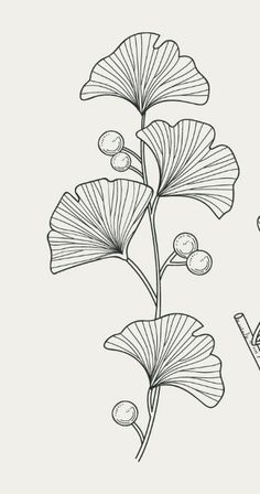 Ginkgo Line Art, Ginkgo Leaves Drawing, Gingko Leaf Drawing, Line Art Floral Pattern, Ginko Leaves Painting, Gingko Leaves Art, Ginkgo Leaf Embroidery, Ginkgo Drawing, Ginkgo Leaves Tattoo