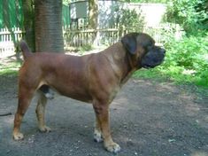 a large brown dog standing on top of a dirt road