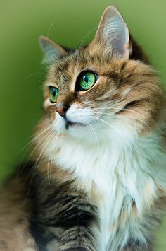 a brown and white cat with green eyes