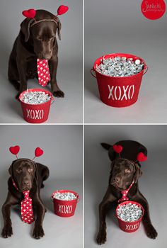 four pictures of a dog with valentine's day decorations in his mouth