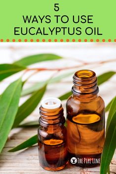 5 Ways To Use Eucalyptus Oil In Your Daily Routine This Fall Eucalyptus Oil Benefits, Eucalyptus Oil Uses, Benefits Of Eucalyptus, Eucalyptus Radiata, Crafty Morning, Pine Essential Oil, Thyme Essential Oil, Citronella Oil, Genius Ideas