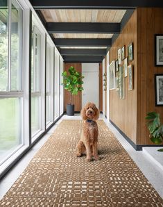 a brown dog sitting on top of a carpeted hallway next to large windows and potted plant