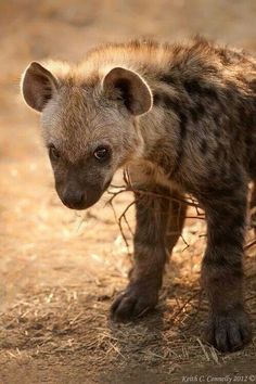 a baby hyena is standing in the dirt