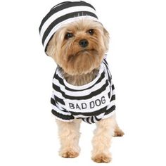 a small dog wearing a shirt that says bad dog