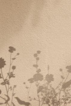 the shadow of a plant against a wall