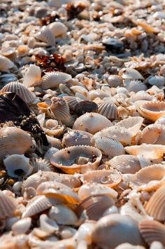 many different shells are on the beach together