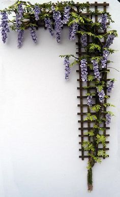 purple flowers growing on the side of a white wall