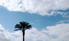 a palm tree is silhouetted against a blue sky with white clouds in the background