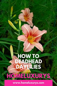 pink flowers with the words how to deadhead daylilies homeluxurys