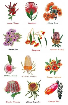 a bunch of different types of flowers on a white background with the names of them