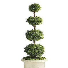 a white potted plant with three trees in it