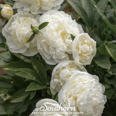 Peony Poppy, Cream (Papaver paeoniflorum) - 100 Seeds - Southern Seed Exchange Peony Poppy, Seed Exchange, Cream Peony, Planting Peonies, Bee Friendly, Plant Spacing, Charming Garden, White Peonies, Home Flowers