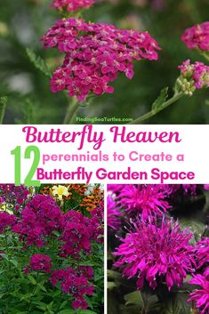 purple flowers with text overlay that reads, butterfly heaven 12 perennials to create a butterfly garden space