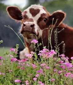 a brown and white cow standing next to purple flowers