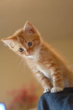 a small orange kitten sitting on top of someone's lap and looking at the camera