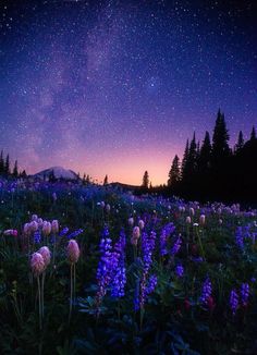 the night sky is filled with stars, and purple flowers are blooming in the foreground