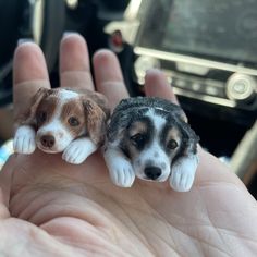 two tiny puppies sitting on top of someone's hand next to a car steering wheel