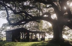 the sun shines through the branches of an oak tree near a small cabin on a grassy field