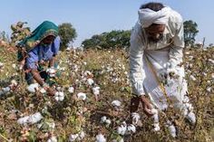 Organic cotton farming is an eco-friendly approach to cotton production that focuses on sustainability. It avoids synthetic chemicals and uses natural farming practices. Farmers work in harmony with nature to cultivate healthy cotton crops, ensuring environmental protection.



Organic cotton farming promotes soil fertility through crop rotation, organic fertilizers, and composting. These practices support soil health and increase biod...

#PremiumContent #PremiumContent #Opcional #PremiumConten