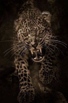 a black and white photo of a leopard with its mouth open