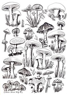 an ink drawing of different types of mushrooms