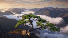 a lone pine tree on top of a mountain with low clouds in the valley below