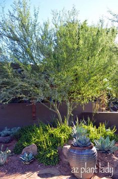 an outdoor garden with succulent plants and rocks