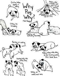 a cartoon depicting how dogs could survive in the wild, and what they are doing