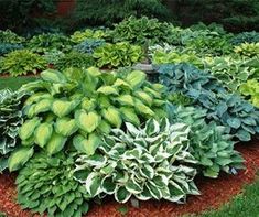 a garden filled with lots of green and white plants next to each other on top of red mulch