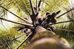 looking up at the top of a tall palm tree with lots of leaves on it