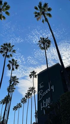 tall palm trees are in front of the beverly blvd sign and blue sky