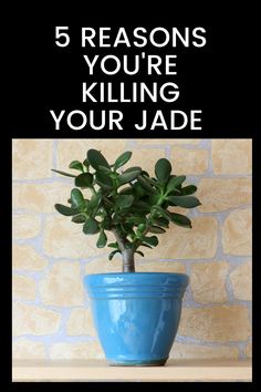 a blue potted plant sitting on top of a table