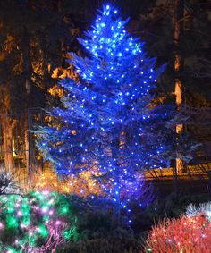 a blue christmas tree surrounded by lights in a park at night time with trees and bushes lit up