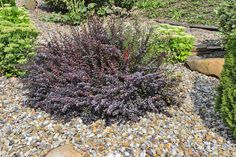 a garden filled with lots of plants and rocks