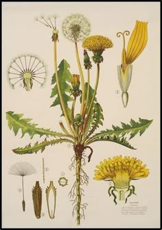 an illustration of various flowers and plants in the wild, including dandelions with leaves